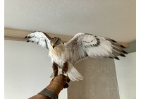 IMG_4619